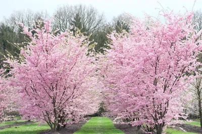 Produktbild von Prunus subhirtella 'Accolade', Zierkirsche, rosa Blüten, 60–100 cm
