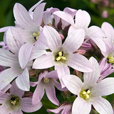 Obrázek produktu pro 6 x zvonek  - Campanula lactiflora 'Loddon Anna'  | Květináč 9 cm x 9 cm