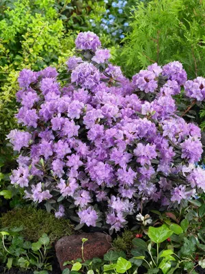 Produktbild von Rhododendron impeditum 'Ramapo', lila, 20–25 cm