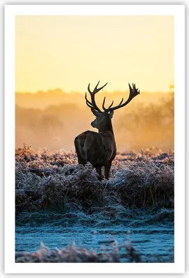 Produktbild von Poster - Poster ohne Rahmen - Feld Nebel Natur Baum - 61x91,5 cm - Wand Bild - Wanddeko - Wandbilder - Kunstposter - Wandposter - Bilder - Kunstdruck - Wanddekoration - Wandbild - P2XPA61x91-2428