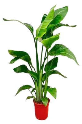 Immagine prodotto di Strelitzia Nicolai - 70-90cm - Ø17cm - Pianta d'appartamento - Sempreverde
