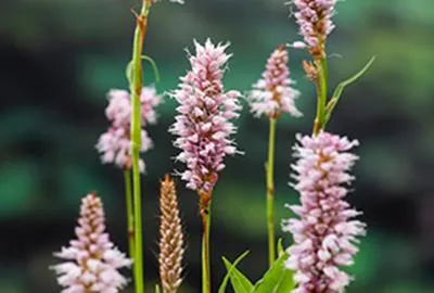 Image de 6 x Persicaria bistorta ( polygonum bistorta) - Renouée du Serpent - pot 9 x 9 cm