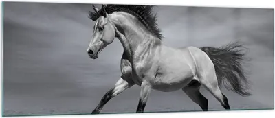 Produktbild von Bilder auf glas - Pferd Tier Natur - 140x50cm - Glasbilder - Wandbilder - Kunstdruck - zum Aufhängen bereit - Wanddekoration aus Glas - Glas Bilder - Wandbild auf Glas - Einteilig - GAB140x50-3608