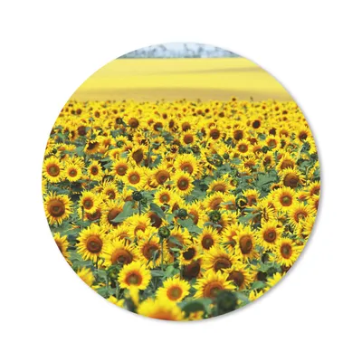 Produktbild von MuchoWow® Mauspad Mousepad Sonnenblume - Blumen - Natur 40x40 cm - Mousepads - Maus Mat - Pad - Mausunterlage - Schreibtisch Accessoires