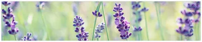 Produktbild von Wallario Küchenrückwand aus Glas, Größe: 250 x 50 cm, Motiv: Lila Blumenfreude - Violette Pflanzen auf der Wiese | Spritzschutz | abwischbar | pflegeleicht | in