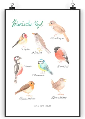 Produktbild von Mr. & Mrs. Panda Bild Heimische Vögel DIN A4 - Geschenk, wanddeko, Wandbild, Dekoration, Kunstdruck, drucke, Plakat
