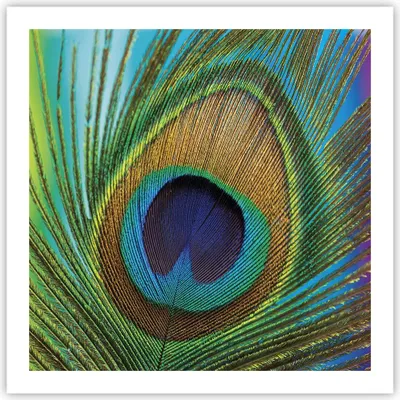 Produktbild von Poster - Poster ohne Rahmen - Pfauen Federn Regenbogen - 60x60 cm - Wand Bild - Wanddeko - Wandbilder - Kunstposter - Wandposter - Bilder - Kunstdruck - Wanddekoration - Wandbild - P2XAC60x60-4385