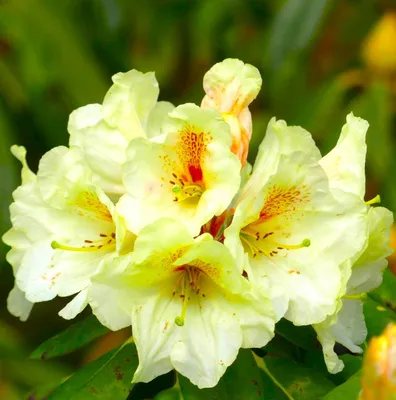 Immagine prodotto di INKARHO Rododendro ibrido Goldbukett rosa alpina a fiore grande 25 - 30 cm