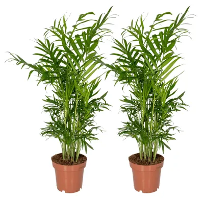 Immagine prodotto di Chamaedorea Elegans - Palma di montagna messicana | 2 pezzi - 30-40cm - Ø12cm - Pianta d'appartamento - Sempreverde - Multideal