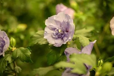 Produktbild von Hibiscus syriacus 'Lavender Chiffon', Roseneibisch, lavendel, 40–60 cm