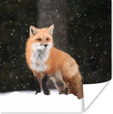 Produktbild von MuchoWow® Poster Fuchs - Schnee - Winter 75x75 cm - Wand Dekoration