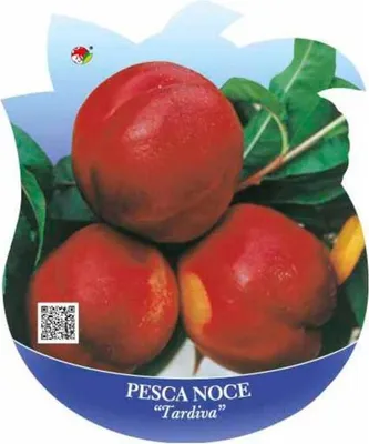 Produktbild von Pfirsichbaum Prunus persica ‘Tardiva’ – spät reifender Pfirsich | Obstbaum 100–140 cm | robuste Pfirsich Pflanze für Garten & Kübel
