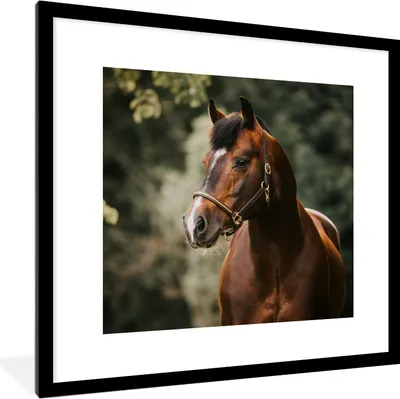 Produktbild von MuchoWow® Gerahmtes Poster Pferd - Äste - Porträt 40x40 cm - Poster mit Schwarzem Bilderrahmen Wandposter Rahmen Foto Bilder - Poster - Plakat im Rahmen