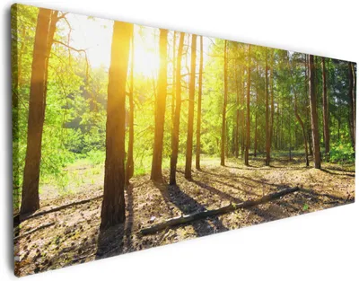 Produktbild von Wallario Premium Leinwandbild Sonnenstrahlen tief hinter dem Wald in Größe 50 x 125 cm