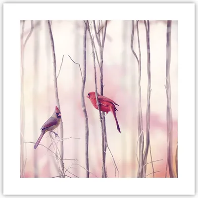 Produktbild von Poster - Poster ohne Rahmen - Vögel Kardinal Scharlachrot - 40x40 cm - Wand Bild - Wanddeko - Wandbilder - Kunstposter - Wandposter - Bilder - Kunstdruck - Wanddekoration - Wandbild - P2XAC40x40-4256