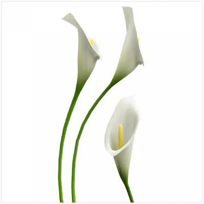 Produktbild von Wallario Premium Glasbild, freischwebende Optik, kräftige Farben, Größe 30 x 30 cm Motiv Callas weiß gelb