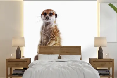 Produktbild von MuchoWow® Fototapete für Wohnzimmer oder Schlafzimmer Wandtapete Vinyl Motivtapete Erdmännchen - Tiere - Fell - 300x300 cm - Wanddekoration
