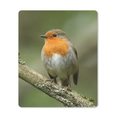 Produktbild von MuchoWow® Mauspad Mousepad Vogel - Rotkehlchen - Zweig - Pflanzen 30x40 cm - Mousepads - Maus Mat - Pad - Mausunterlage - Mausmatten