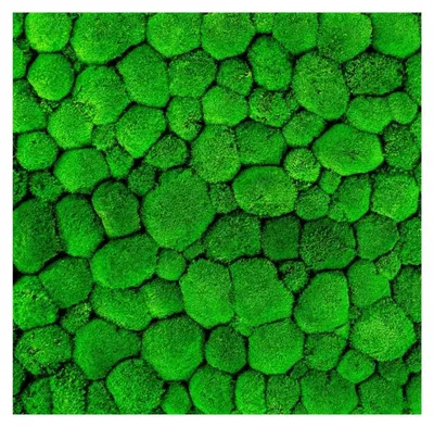 Produktbild von Gardners Moospanel, 50x50 cm, aus Hügelmoos