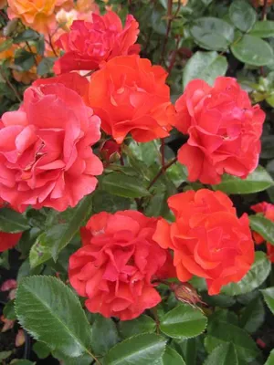 Produktbild von Beetrose Westpoint ® - Noack Rosen - Floribunda Rose ® - Duft+