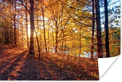 Produktbild von MuchoWow® Poster Herbst - Wald - Laub 90x60 cm - Schlafzimmer