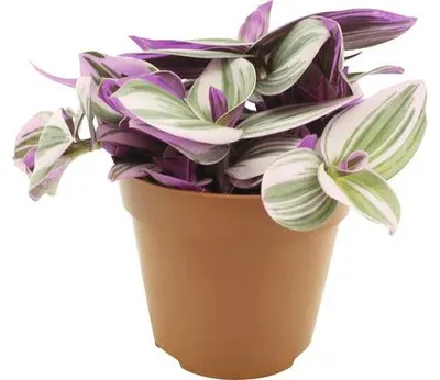 Productafbeelding van JUNAVERA Tradescantia nanouk terrariumplant en kamerplant | 5 cm pot | circa 10 cm hoog bij levering