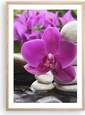 Produktbild von Gerahmtes Poster - Rahmen in heller Eiche - Orchidee Bambus Dekoration Spa - 50x70 cm - Wand Bild - Wanddeko - Wandbilder - Wandposter - Bilderrahmen - Bilder - Kunstdruck - Wandbild - P2NPA50x70-2666