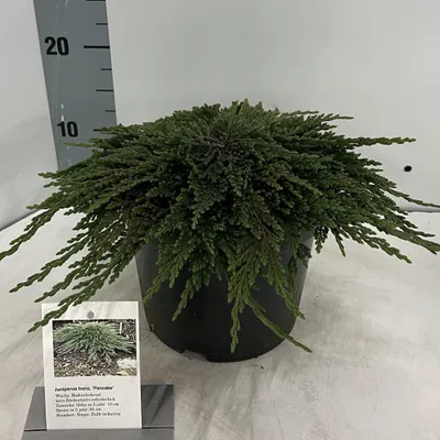 Immagine prodotto di Juniperus horizontalis 'Pancake' - Ginepro tappezzante | 25-30 cm in vaso