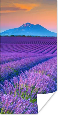Produktbild von MuchoWow® Poster Lavendel - Lila - Blumen 20x40 cm - Plakat - Foto