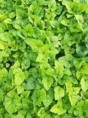 Immagine prodotto di 6 x Tiarella hybr. 'Tiger Stripe' - fiore di schiuma - vaso 9 x 9 cm
