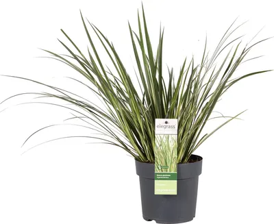 Obrázek produktu pro Acorus gramineus 'Argenteostriatus' - stálezelená okrasná tráva se