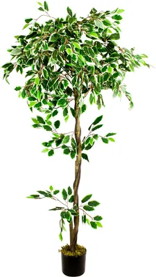 Image de Ficus Benjamina Plante Arbre Artificielle Artificiel Plastique Blanc avec Bois Véritable 160cm Domaine Interne Decovego