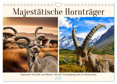 Produktbild von Majestätische Hornträger (Wandkalender 2027 DIN A4 quer), CALVENDO Monatskalender