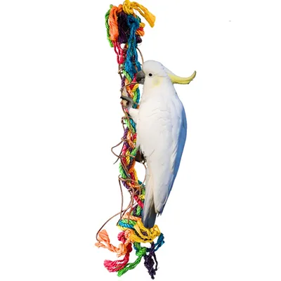 Image de Jouet en boucle XXL pour perroquets de taille moyenne et grande