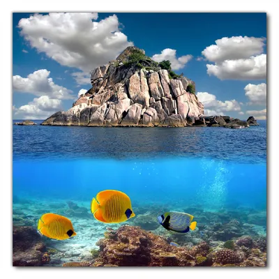 Produktbild von Wallario selbstklebende Möbelfolie/ Tischdecke für Innen und Außen, Größe: 50 x 50 cm - Exotische Fische im Meer