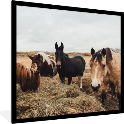 Produktbild von MuchoWow® Gerahmtes Poster Tiere - Pferd 40x40 cm - Poster mit Schwarzem Bilderrahmen Wandposter Rahmen Foto Bilder - Mit Rahmen - Wanddekoration Schlafzimmer