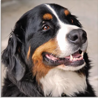 Produktbild von ARTland Glasbild Berner Sennenhund Größe: 50x50 cm
