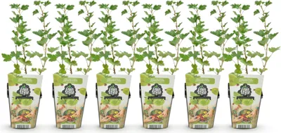 Produktbild von GreenboutiQ - Obstpflanzen - Stachelbeere - Ribes uva-crispa Hinnonmaki Grun - Winterhart - 6 Pflanzen - Topf 9 cm - Grüne Beere