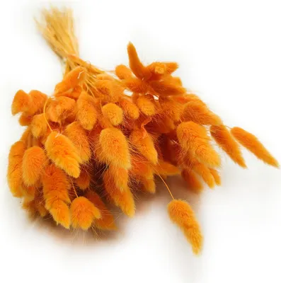 Produktbild von Getrocknete Hasenschwanzgras - (Lagurus) - Ingwer