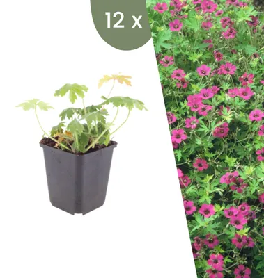 Productafbeelding van Planten van Frank | 12 Balkan-snelwortels 'Bevan's Variety' | Geranium macrorrhizum 'Bevan's Variety' | Bodembedekker | Winterhard | Meerjarig | Tuinplanten