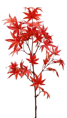 Image de Feuilles d'érable artificielles - 8 pièces - 32,68 pouces - Feuilles d'automne artificielles - Branches décoratives - Simulation durable et de haute qualité