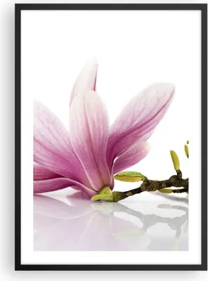 Produktbild von Gerahmtes Poster - Schwarzer Rahmen - Magnolie blume natur pflanze - 50x70 cm - Wand Bild - Wanddeko - Wandbilder - Wandposter - Bilderrahmen - Bilder - Kunstdruck - Wandbild - P2BPA50x70-2641