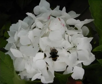 Produktbild von Bauernhortensie Soeur Therese - Ballhortensie - Hydrangea macrophylla Soeur Therese