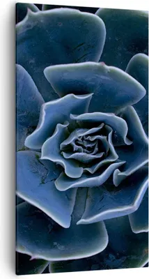 Produktbild von Bild auf Leinwand - Leinwandbild - Einteilig - Blau Kaktus Blume - 55x100cm - Wand Bild - Wanddeko - Wandbilder - Leinwanddruck - Bilder - Wanddekoration - Leinwand bilder - Wandbild - PA55x100-5008