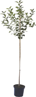 Produktbild von Karneol Halbstamm