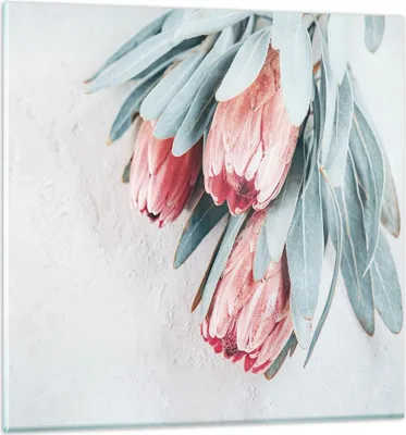 Produktbild von Bilder auf glas - Einteilig - Blume Eukalyptus Australier - 60x60cm - Glasbilder - Wandbilder - Bilder - Wanddekoration aus Glas - Glas Bilder - Wandbild auf Glas - GAC60x60-5016