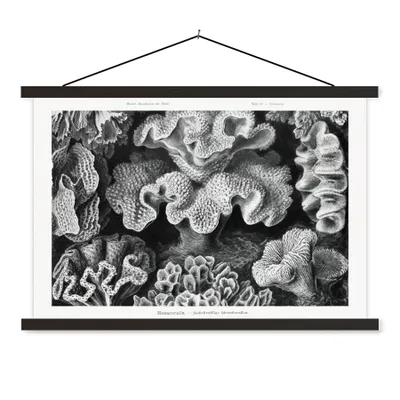 Produktbild von MuchoWow® Textilposter Kunst - Koralle - Ernst Haeckel - Alte Meister - Natur 60x40 cm mit schwarzem Rahmen - Hölzernes