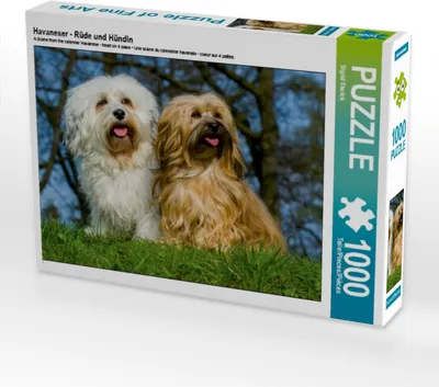 Produktbild von CALVENDO Puzzle Havaneser - Rüde und Hündin | 1000 Teile Lege-Größe 64x48cm Foto-Puzzle für glückliche Stunden