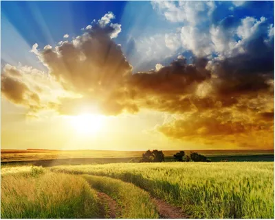 Produktbild von Wallario Poster - Feldweg in den Sonnenuntergang, Kunstdruck Größe: 40 x 50 cm