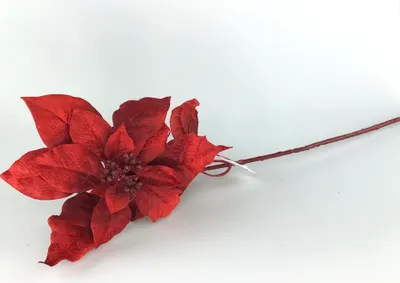 Produktbild von Formano Weihnachtsstern bordeaux